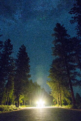 Glühende Lichter im Waldweg - BLEF03642