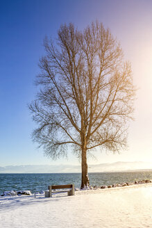 Einzelner Baum im Winter am Ufer des Bodensees, Romanshorn, Schweiz - PUF01457