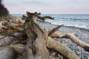 Umgestürzter Baum am steinigen Strand, Nationalpark Jasmund, Rügen, Deutschland - WIF03903