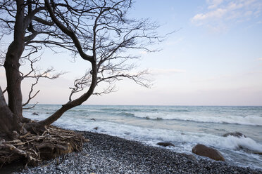 Umgestürzter Baum am steinigen Strand, Nationalpark Jasmund, Rügen, Deutschland - WIF03904