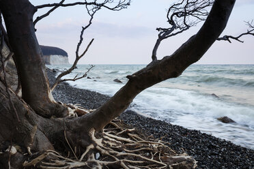 Fallen tree at stony beach, Jasmund National Park, Ruegen, Germany - WIF03905