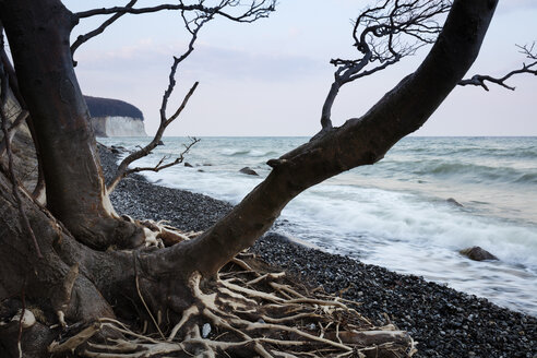 Umgestürzter Baum am steinigen Strand, Nationalpark Jasmund, Rügen, Deutschland - WIF03905