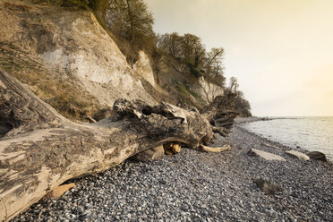 Totholz am steinigen Strand, Nationalpark Jasmund, Rügen, Deutschland - WIF03909