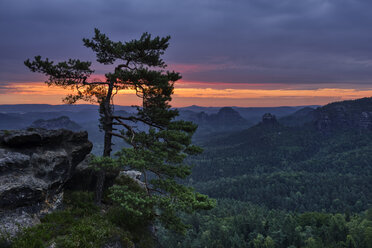 Germany, Saxony, Elbe Sandstone Mountains, pine tree with view to the mountain Winterstein from the Gleitmannshorn at sunrise - RUEF02199
