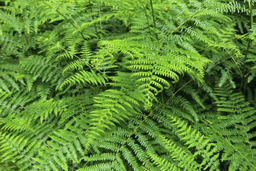 Close-up of fern - RUEF02201