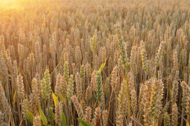 Nahaufnahme von Weizen auf einem Feld - RUEF02202