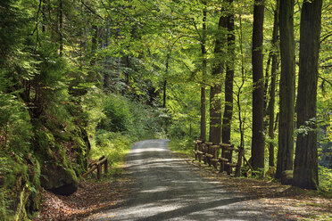 Germany, Saxony, Elbe Sandstone Mountains, forest road - RUEF02224