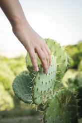 Mädchenhand berührt einen Kaktus, Toskana, Italien - OJF00341