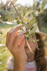 Grüne Oliven auf einem Baum, gepflückt von einem Mädchen, Toskana, Italien - OJF00347