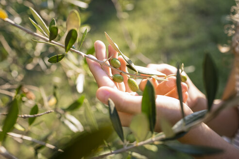 Grüne Oliven auf einem Baum, Toskana, Italien - OJF00350