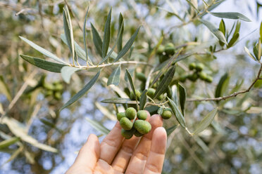 Grüne Oliven auf einem Baum, Toskana, Italien - OJF00353