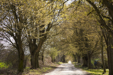 Baumbestand, Allee, Putbus, Rügen, Deutschland - WIF03922