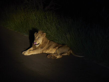 Südafrika, Mpumalanga, Krüger-Nationalpark, Männlicher Löwe auf der Straße liegend bei Nacht - VEGF00221