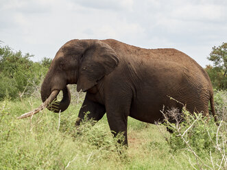 Afrika, Botswana, Chobe-Nationalpark, Elefantenwanderung in der Savanne - VEGF00222