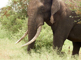 Afrika, Botsuana, Chobe-Nationalpark, Elefant in der Savanne - VEGF00223