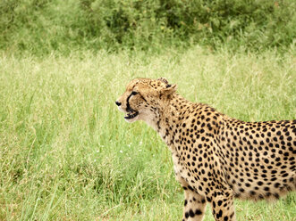 Südafrika, Mpumalanga, Krüger-Nationalpark, Profil eines weiblichen Geparden in der Savanne - VEGF00224