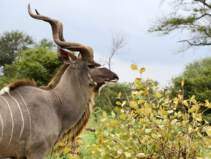 Südafrika, Mpumalanga, Krüger-Nationalpark, Porträt eines Kudu inmitten der Vegetation - VEGF00226