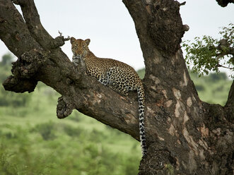 Südafrika, Mpumalanga, Krüger-Nationalpark, Leopard auf einem Baum liegend - VEGF00227