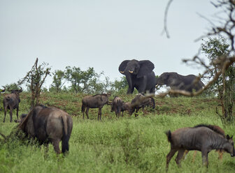 Südafrika, Mpumalanga, Krüger-Nationalpark, Gnus und Elefanten auf Nahrungssuche - VEGF00228