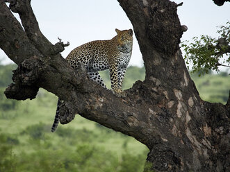 Südafrika, Mpumalanga, Krüger-Nationalpark, Leopard stehend auf einem Baum - VEGF00229