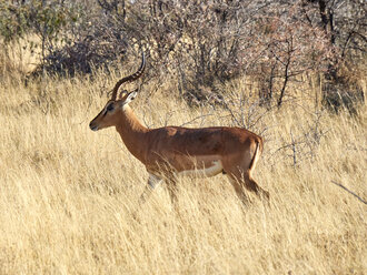 Südafrika, Mpumalanga, Krüger-Nationalpark, Impala auf Wanderung durch die Savanne - VEGF00230