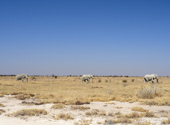 Afrika, Namibia, Halali, Etosha-Nationalpark, Savanne mit einer Gruppe von Elefanten auf dem Weg - VEGF00232