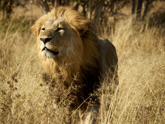 Afrika, Botsuana, Ihaha, Chobe-Nationalpark, Männlicher Löwe in der Savanne - VEGF00237