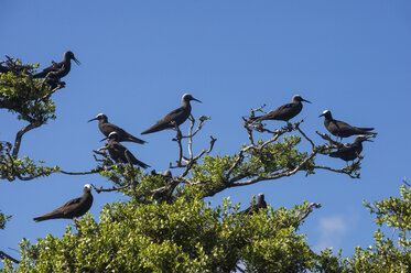 Französisch-Polynesien, Tuamotus, Tikehau, Vögel auf der Vogelinsel - RUNF02080