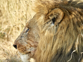 Profil eines männlichen Löwen, Chobe National Park, Maun, Botswana - VEGF00239