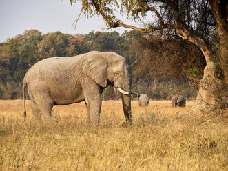 Elefant unter einem Baum, Etosha-Nationalpark, Namibia - VEGF00245