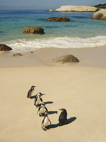 Fünf Pinguine am Strand von Boulders, Westkap, Südafrika, lizenzfreies Stockfoto