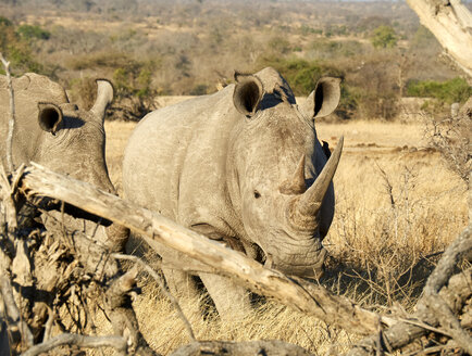 Ein Paar Nashörner in der Savanne, Krüger-Nationalpark, Mpumalanga, Südafrika - VEGF00250