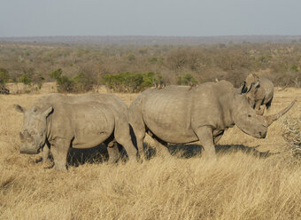 Gruppe von Nashörnern in der Savanne, Kruger National Park, Mpumalanga, Südafrika - VEGF00251