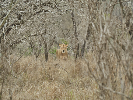 Löwin versteckt sich im Busch, Krüger-Nationalpark, Mpumalanga, Südafrika - VEGF00253