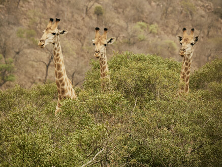 Porträt von drei Giraffen, Kruger National Park, Mpumalanga, Südafrika - VEGF00254