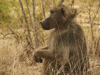 Profile of a baboon, Kruger National Park, Mpumalanga, South Africa - VEGF00256