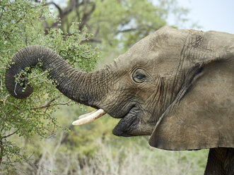 Profil eines Elefanten, der von einem Baum frisst, Kruger National Park, Mpumalanga, Südafrika - VEGF00257