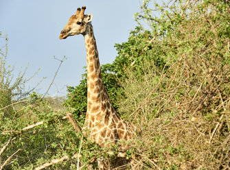 Giraffe im Busch, Kruger National Park, Mpumalanga, Südafrika - VEGF00258