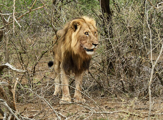 Männlicher Löwe, Chobe-Nationalpark, Maun, Botsuana - VEGF00259