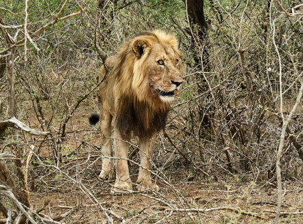 Männlicher Löwe, Chobe-Nationalpark, Maun, Botsuana - VEGF00259