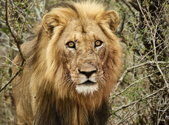 Porträt eines männlichen Löwen, Chobe-Nationalpark, Maun, Botsuana - VEGF00261