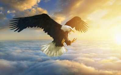 Fierce Adler fliegen in Sonnenuntergang Himmel - BLEF03759