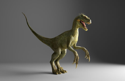 Velociraptor-Dinosaurier stehend auf grauem Hintergrund - BLEF03790