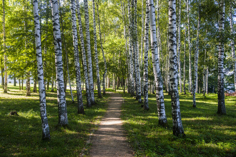 Birkenwald, Plyos, Goldener Ring, Russland, lizenzfreies Stockfoto