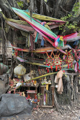 Heiliger Baum am Chow Sue Kong-Schrein, Duang Tawan Allee, Bangkok, Thailand - LBF02579