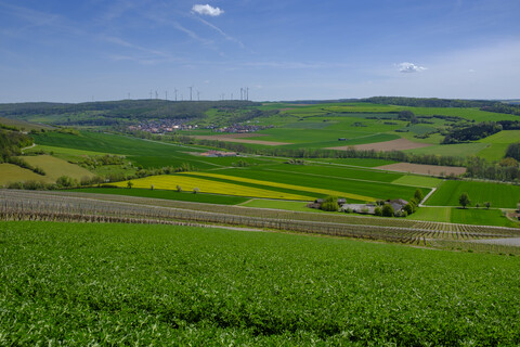 Weinberge, Schaeftersheim im Taubertal, bei Weikersheim im Main-Tauber-Kreis, Baden-Württemberg, Deutschland, lizenzfreies Stockfoto