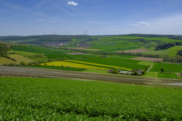 Weinberge, Schaeftersheim im Taubertal, bei Weikersheim im Main-Tauber-Kreis, Baden-Württemberg, Deutschland - LBF02582