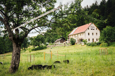 Sheep laying in field near house - BLEF04151