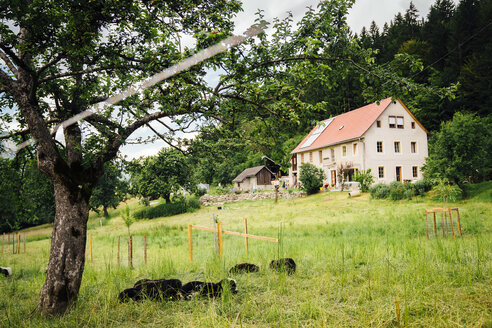 Schafe auf einem Feld in der Nähe des Hauses - BLEF04151