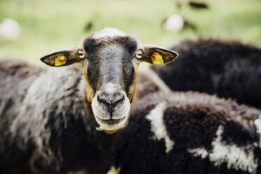 Portrait of sheep with tags in ears - BLEF04152
